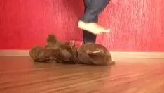 Odtwórz Deptać plon zabawki
