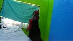 تشغيل نداء متخصص لجيراردو